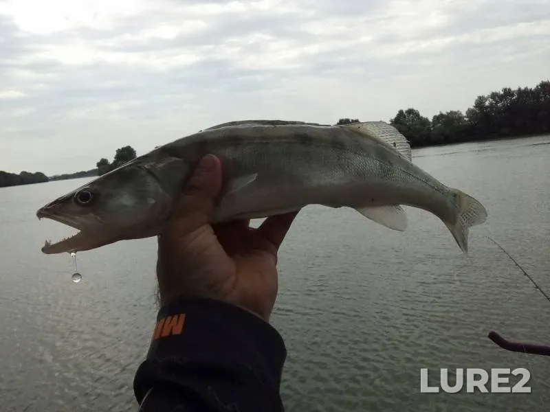 Carp, Zander — Kuban, Jul 22, 2019