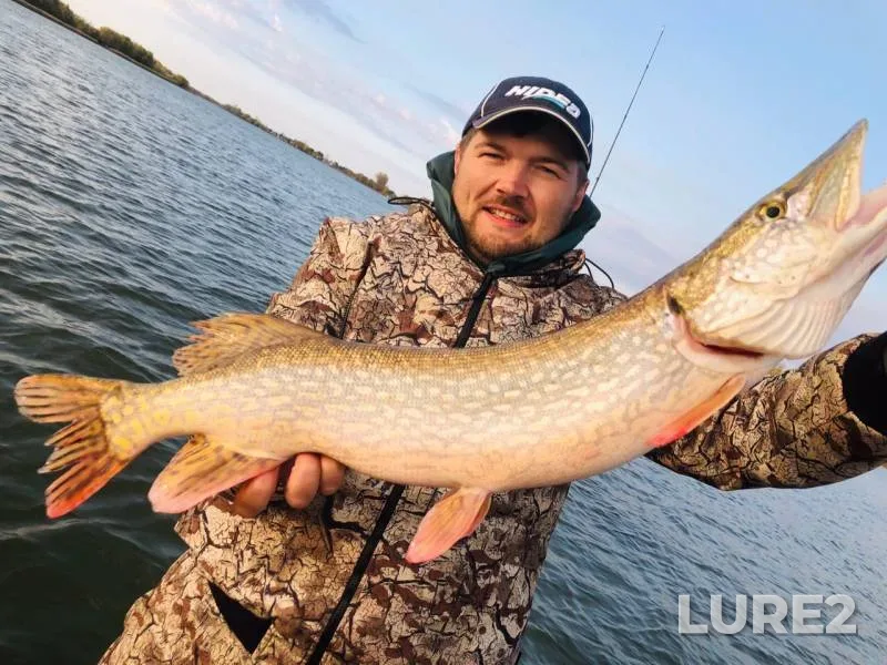 Asp, Wels catfish — Nizhnyaya Kalinovka, Oct 26, 2019