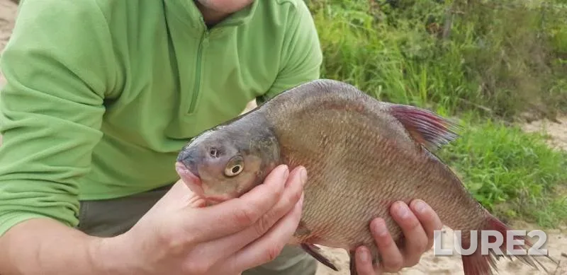 Bream — Oka, Jul 20, 2019