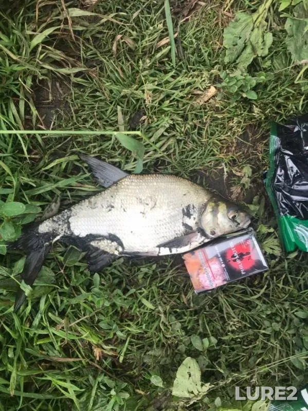 Bream — Upa, Jun 15, 2019
