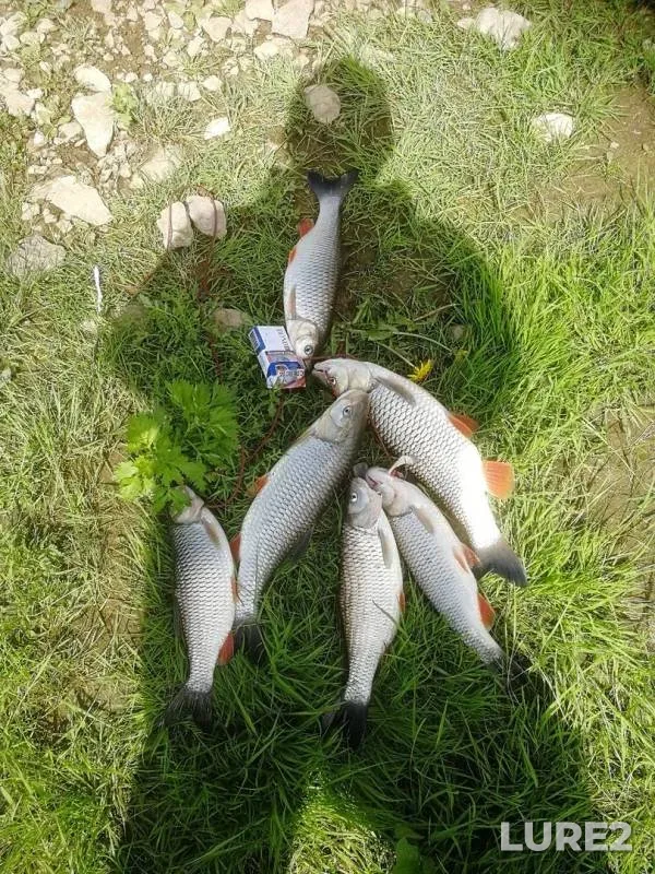 Chub — Oka, May 16, 2019