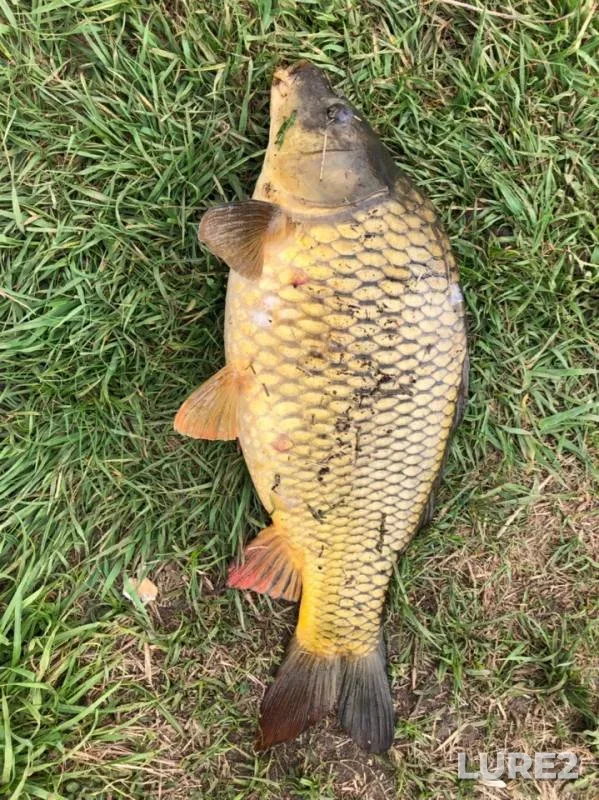 Carp — Tulskaya oblast, May 08, 2019