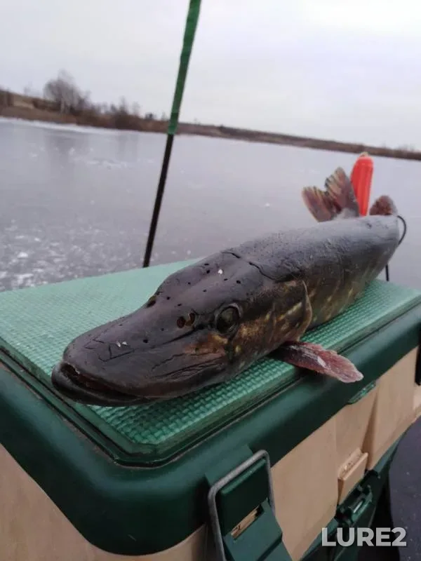 Perch, Pike — Bizyukinskiy, Nov 24, 2018