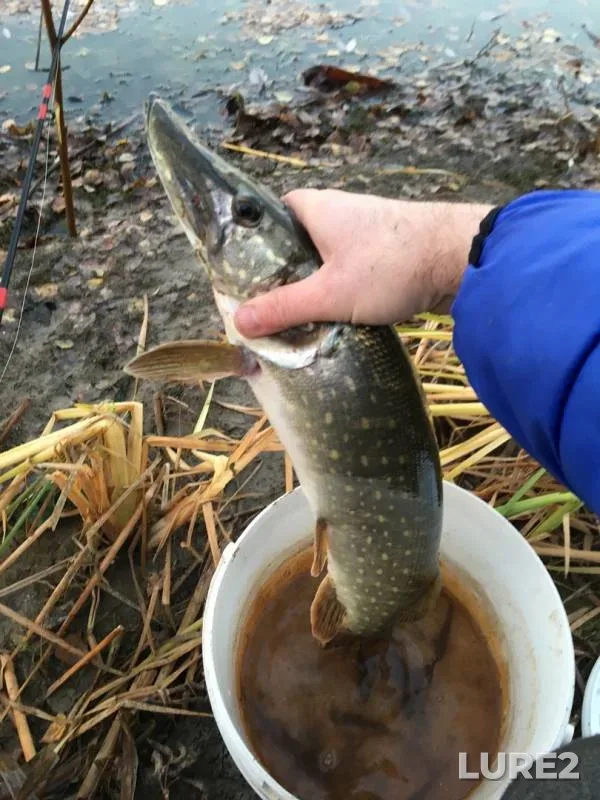Pike — Krushma, Oct 18, 2018