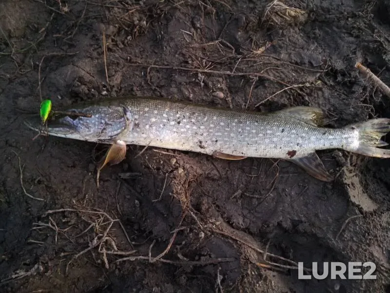 Pike — Tulskaya oblast, Sep 21, 2018