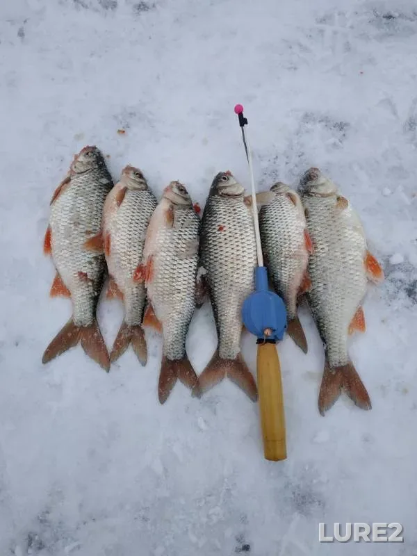 Roach — Oka, Feb 09, 2019