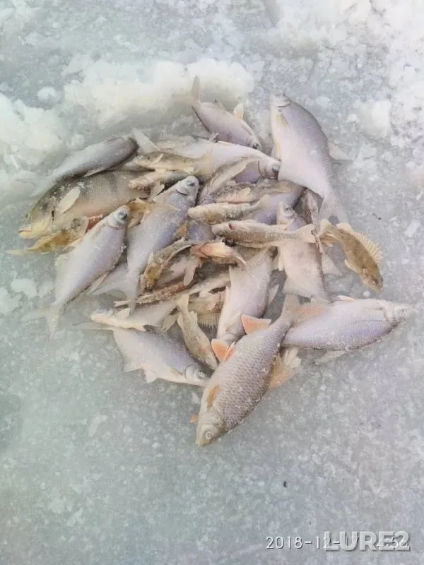 Bream, Roach — Oka, Dec 17, 2018