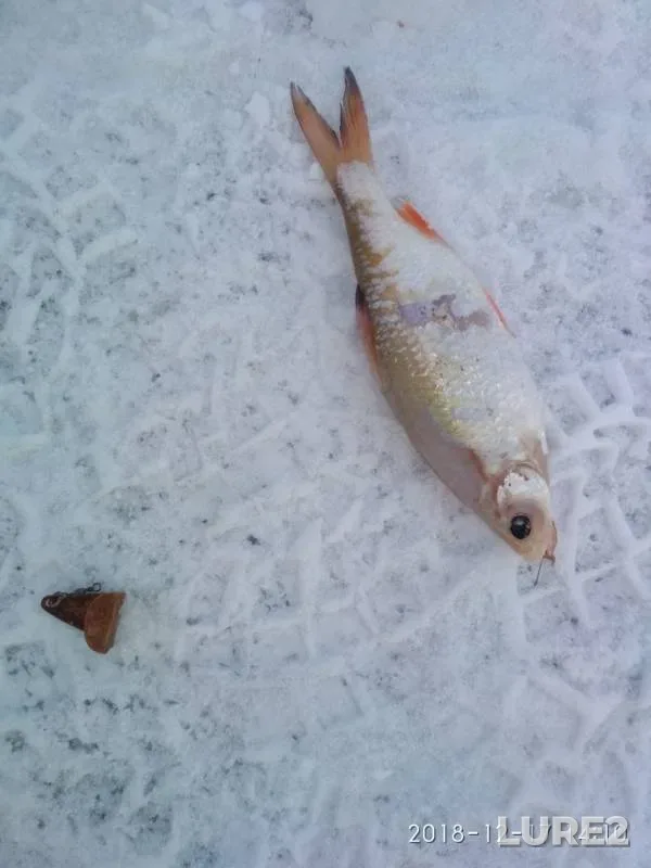Roach — Oka, Dec 17, 2018
