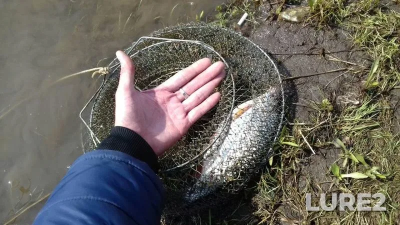 White bream — Oka, Apr 20, 2019