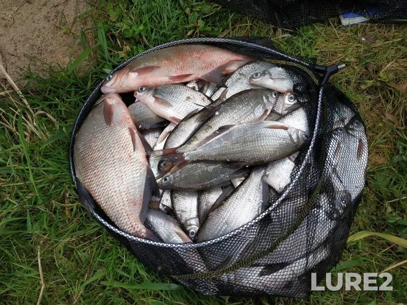 Bream — Oka, Sep 12, 2018