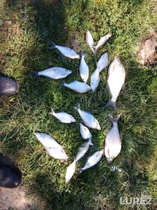 Bream — Oka, Aug 09, 2018