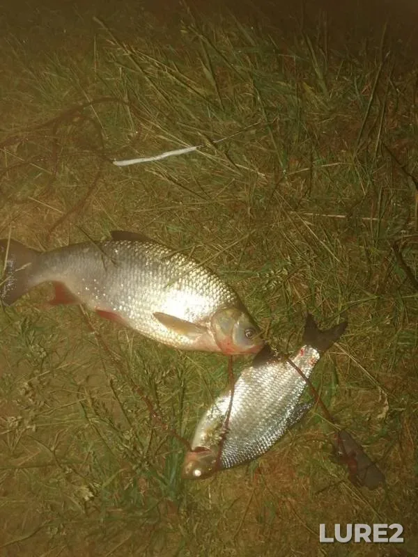Ide, White bream — Oka, Jun 05, 2018