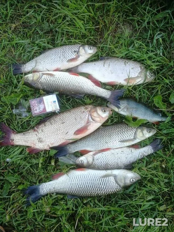 Chub, Ide — Oka, May 26, 2018
