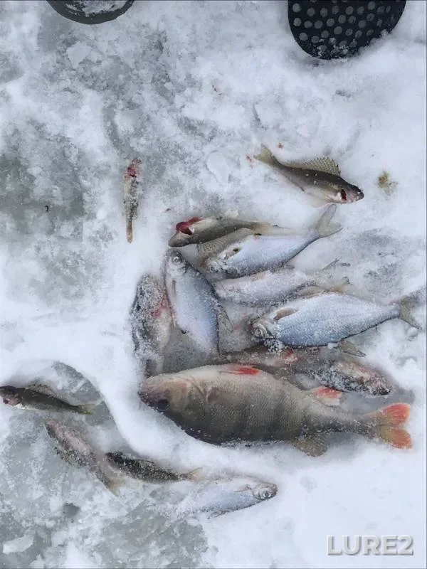 Perch — Oka, Feb 08, 2018