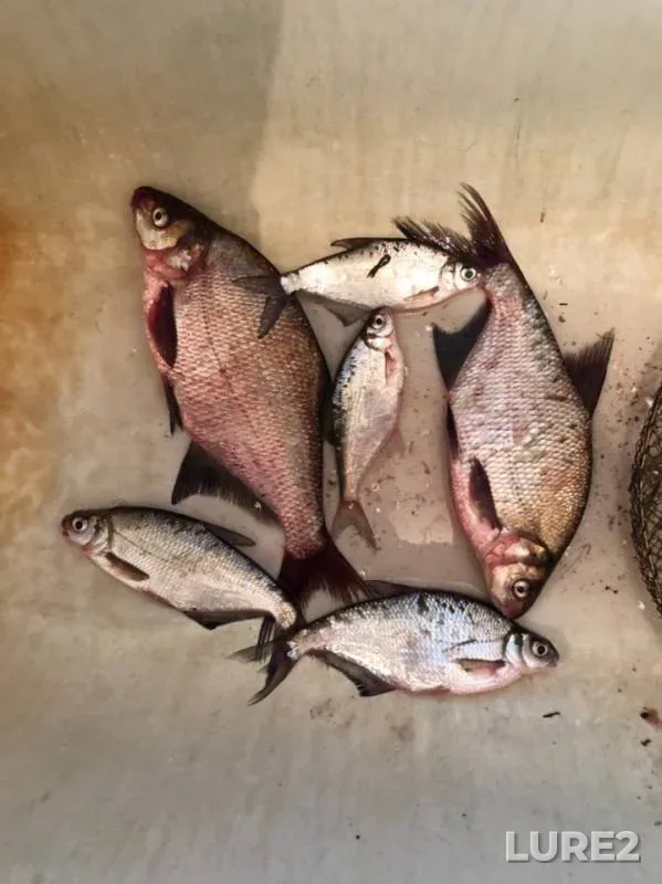 Bream — Oka, May 23, 2019