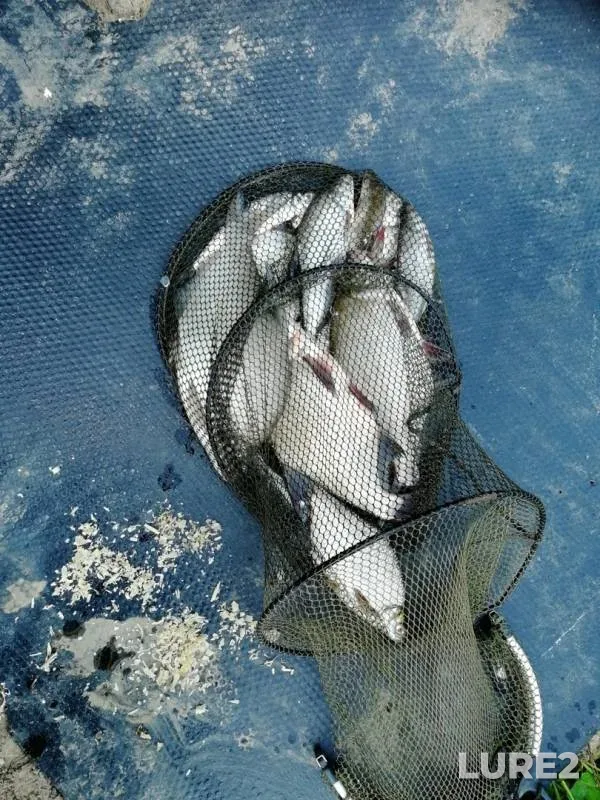 Bream — Oka, Jul 27, 2019