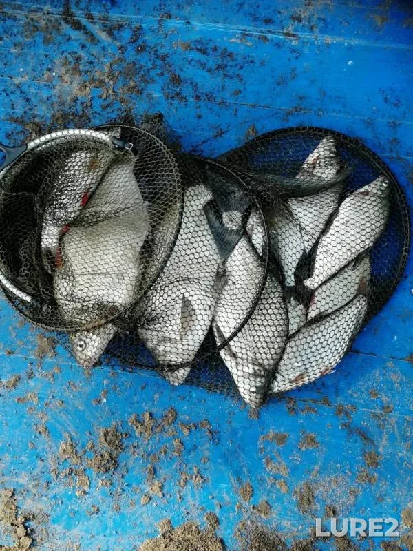 Bream, Ide — Oka, Jul 26, 2019