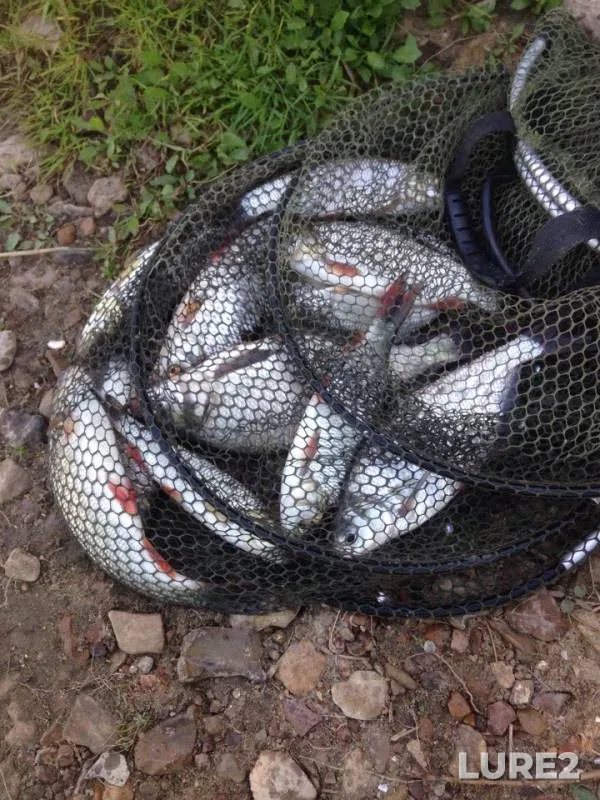 Bream, Ide — Oka, Jun 23, 2018
