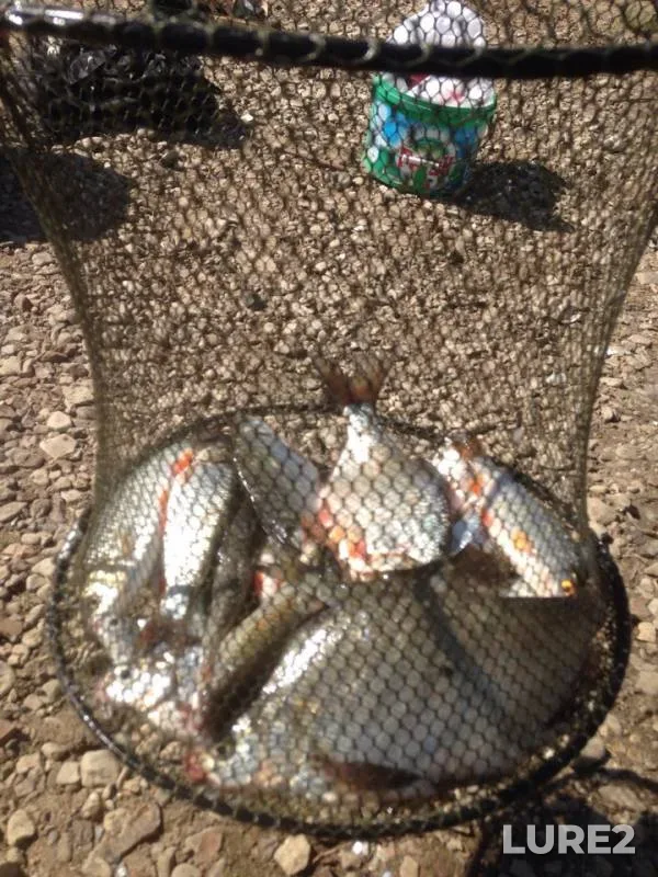 Bream, White bream — Oka, Jun 18, 2018