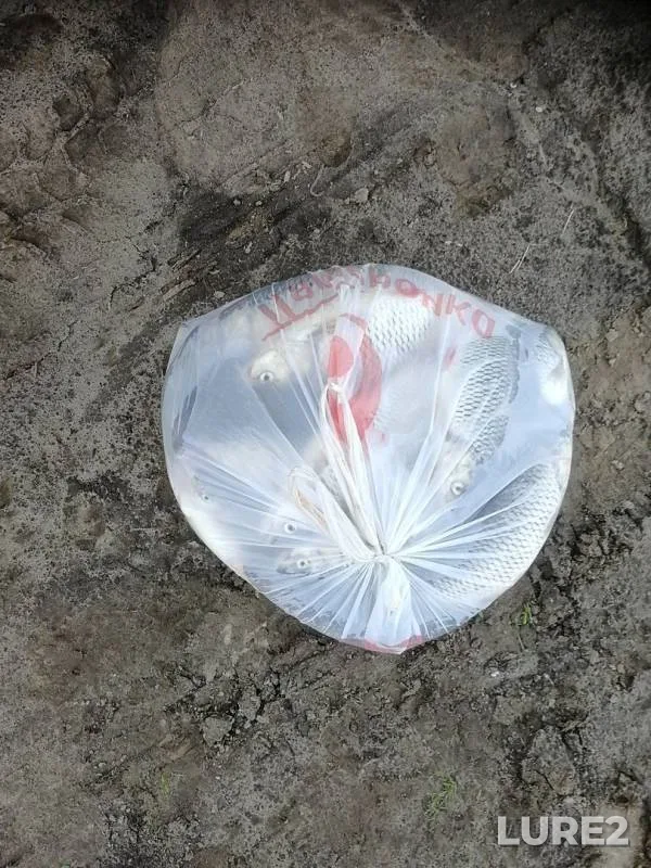 Chub — Oka, May 07, 2018