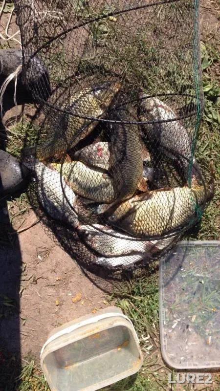 Carp, Crucian carp — Tulskaya oblast, Jun 16, 2018
