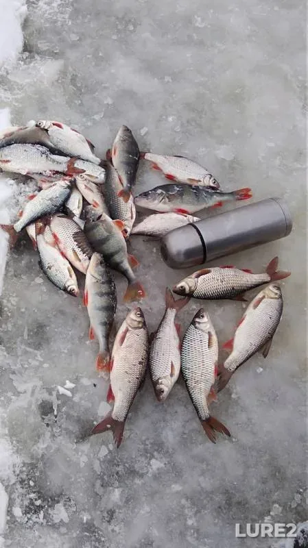 Perch, Roach — Oka, Mar 12, 2018