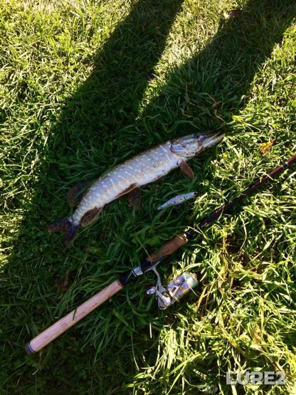 Pike — Vashana, Oct 09, 2017