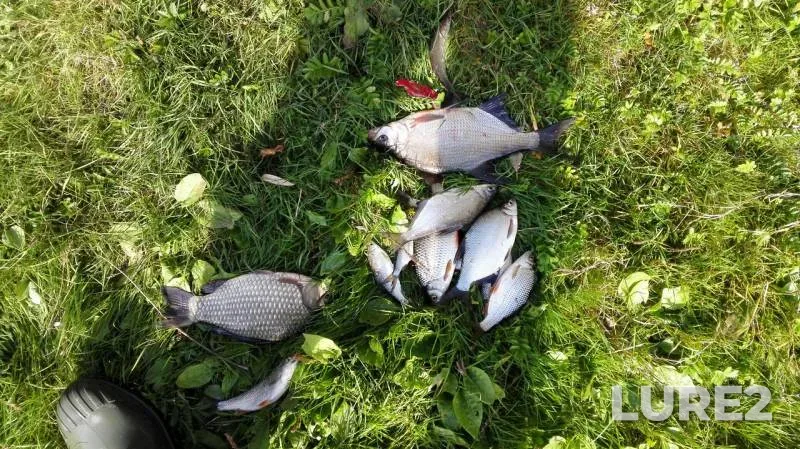 Bream, Crucian carp — Oka, Sep 25, 2017