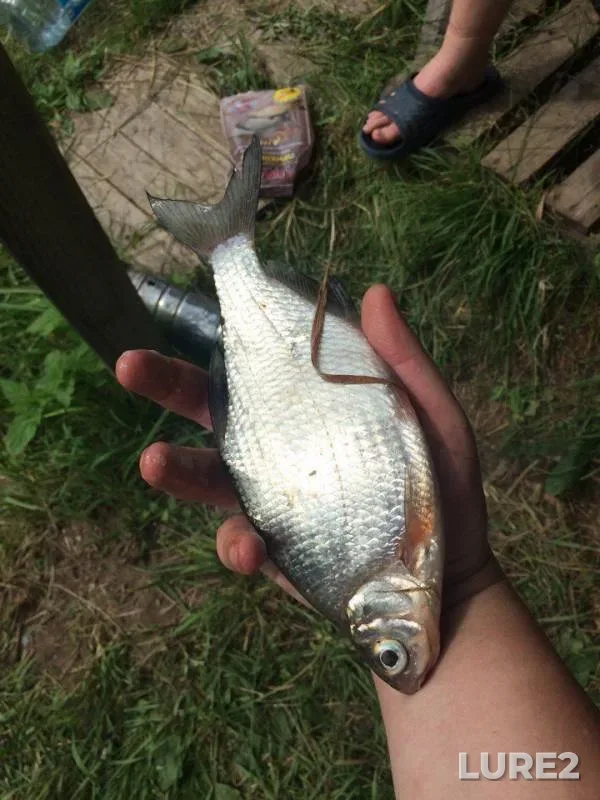 Bleak, Crucian carp — Tulskaya oblast, Jul 30, 2017