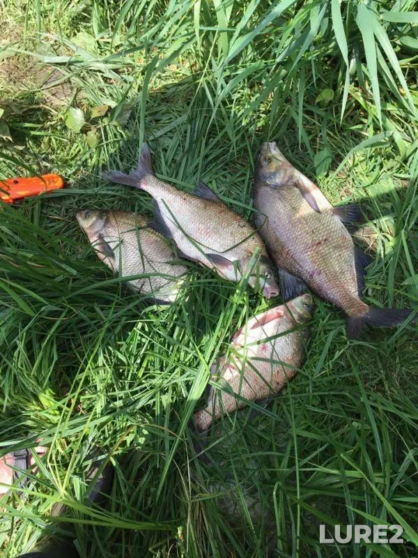 Bream — Oka, Jul 14, 2017