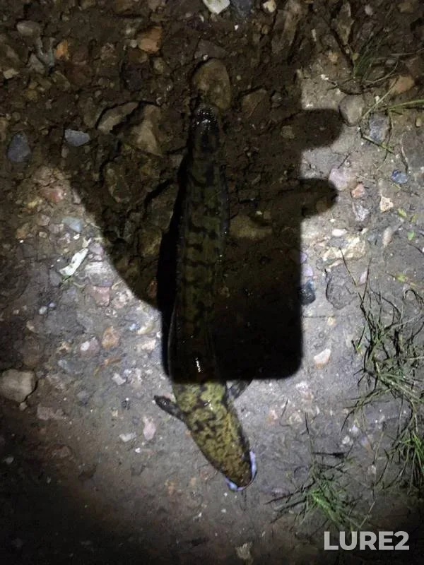 Burbot — Oka, Jul 05, 2017