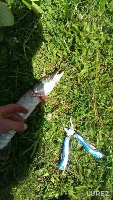 Pike — Myshega, Jun 23, 2017