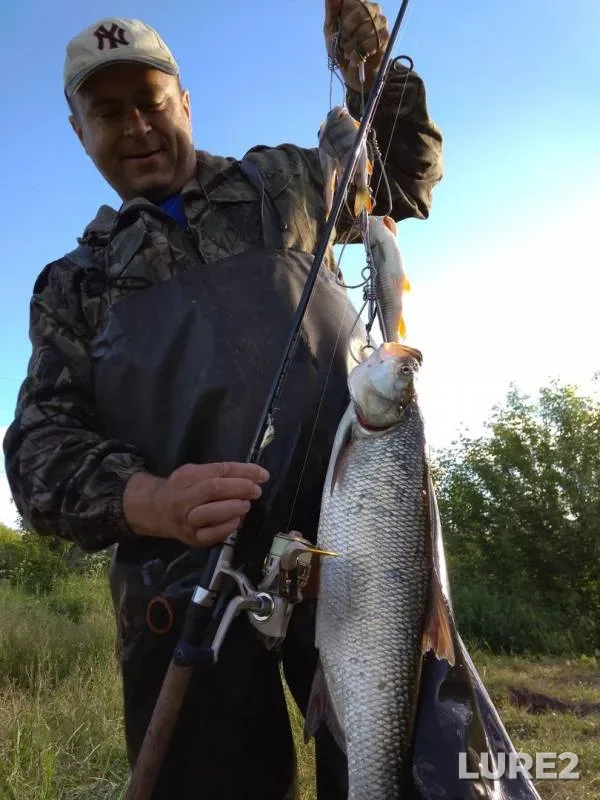 Asp, Perch — Oka, Jun 21, 2017