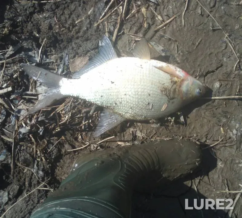 Bream — Oka, Apr 11, 2017