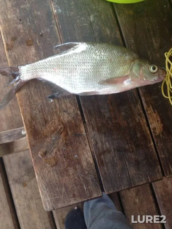 Bream — Volga, Jan 03, 2018