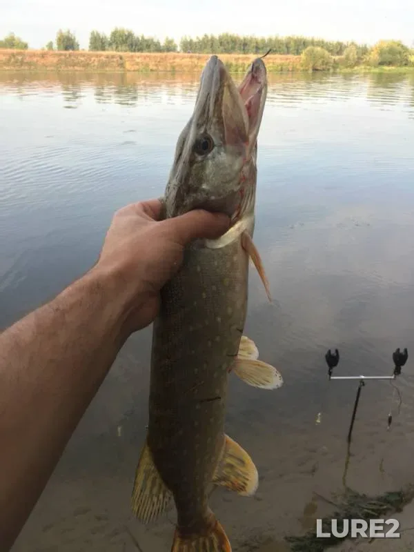Pike — Moskva, Sep 02, 2018