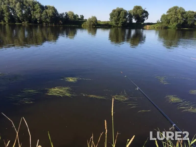 Crucian carp, Roach — Moskva, Aug 07, 2018