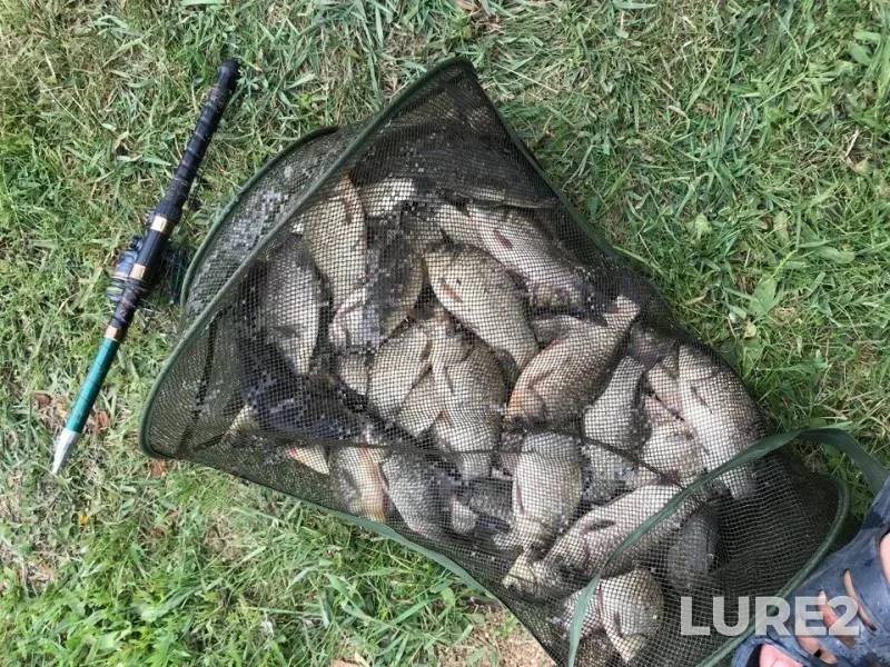 Crucian carp — Tatarka, Jun 05, 2018