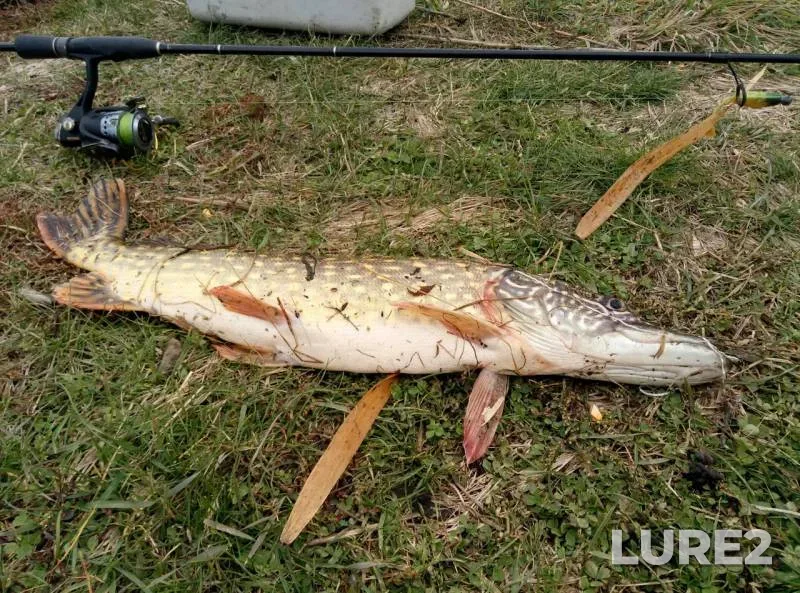 Pike — Dnіpropetrovska oblast, Nov 06, 2016