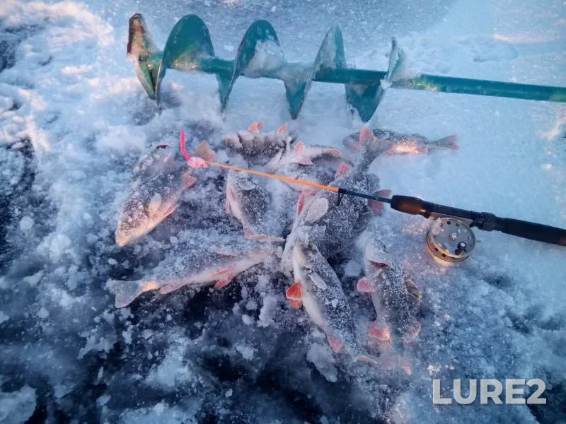 Perch — Vorskla, Jan 12, 2016