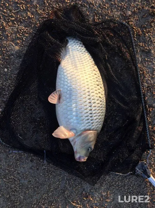 Carp — Chatyrlyk, Sep 16, 2016