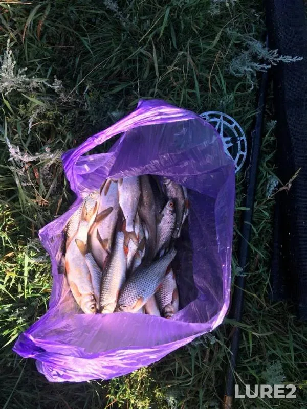 Roach — Bystraya Sosna, Jul 11, 2018