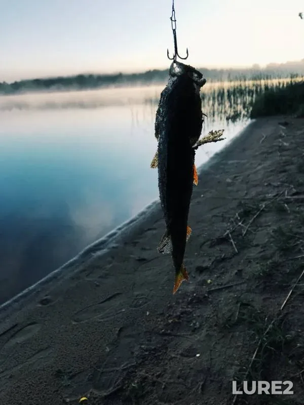 Perch — Baklanovskoye, Jun 12, 2018