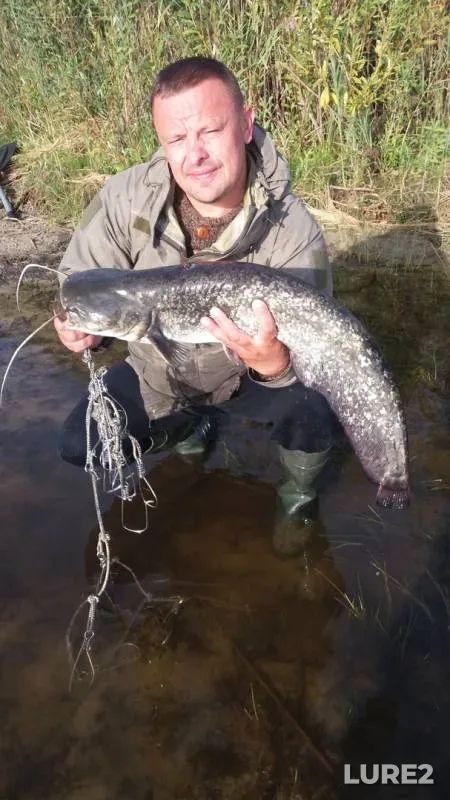 Wels catfish — Veluta, Sep 23, 2019