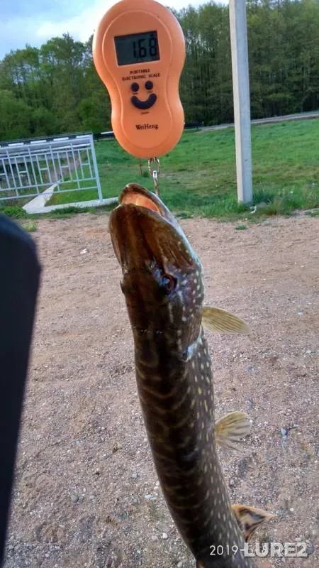 Pike — Myshanka, May 08, 2019