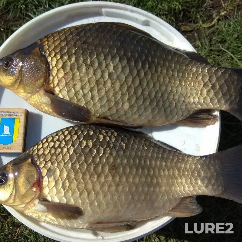 Crucian carp — Brestskaya oblast, Baranovichskiy rayon, May 02, 2019