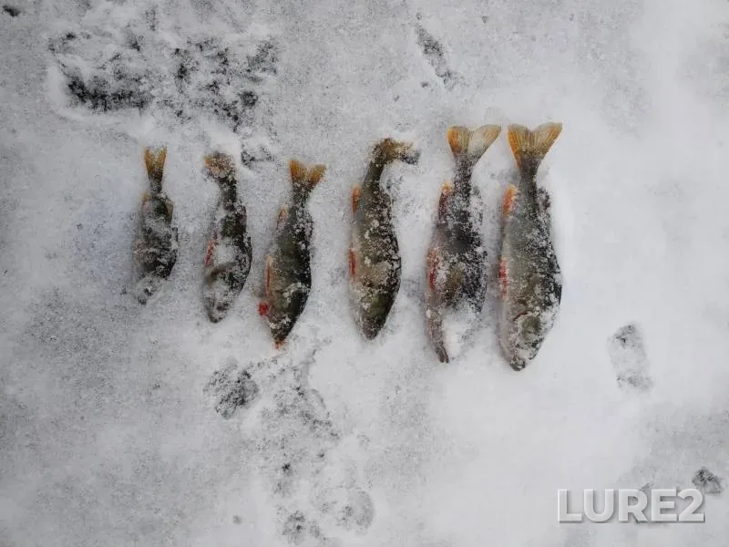 Perch — Myshanka, Dec 16, 2018