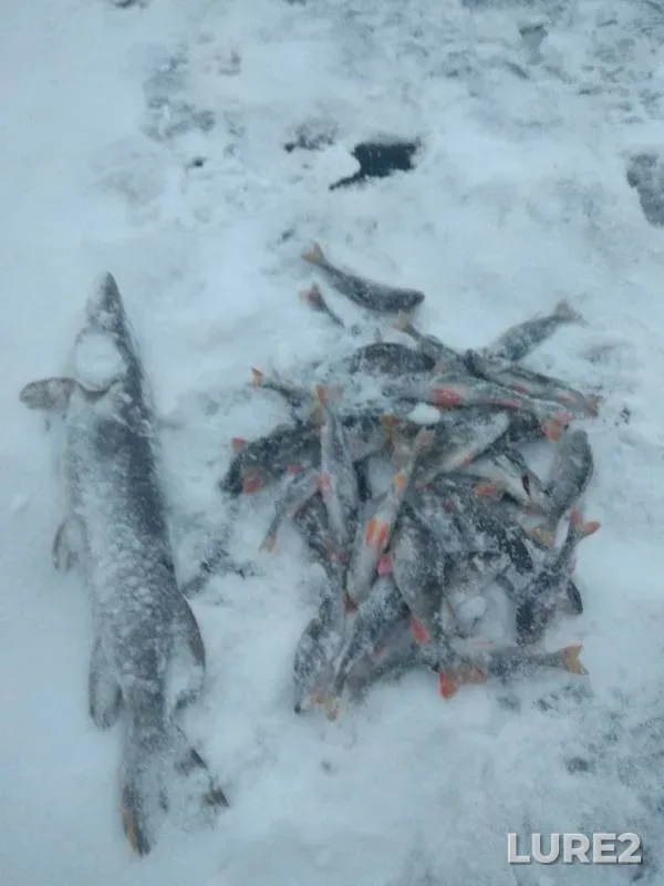 Perch, Pike — Gat, Dec 16, 2018