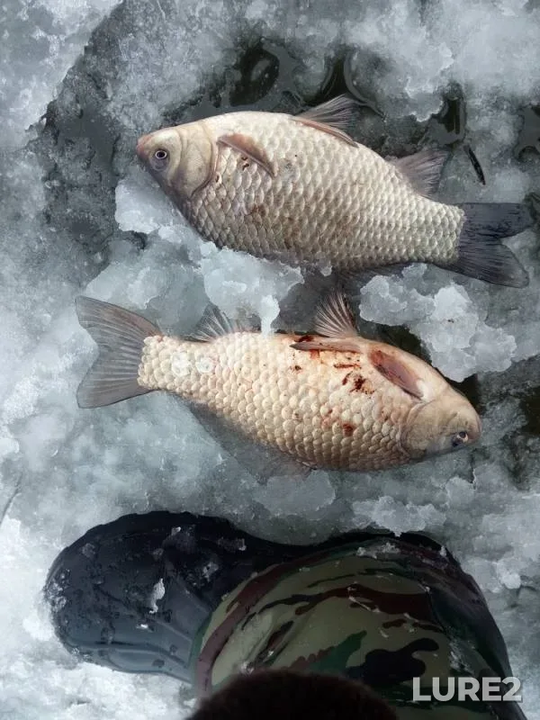 Crucian carp — Gayevshchina, Dec 09, 2018