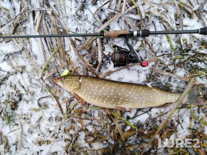 Pike — Myshanka, Nov 25, 2018